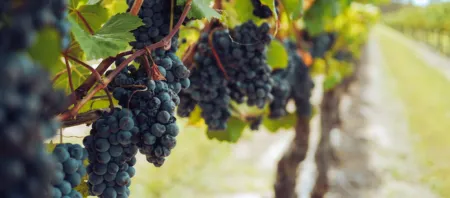 La Cantina di Domani, l'innovazione vista da Angela Velenosi